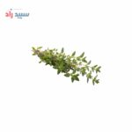 اسانس پودری آویشن