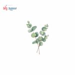 اسانس پودری اکالیپتوس