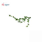 اسانس پودری عصاره پیچک