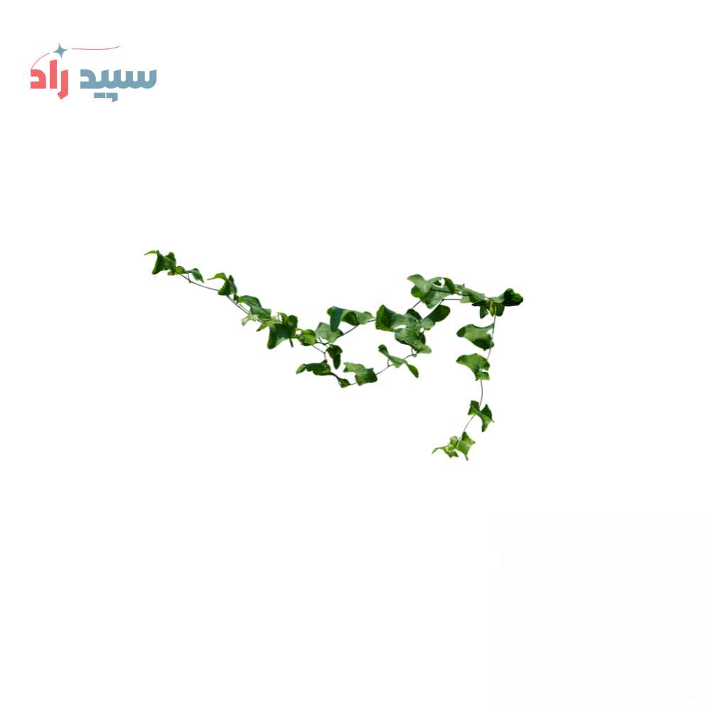 پیچک اسانس پودری عصاره پیچک - تصویر 1